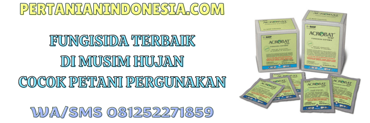 fungisida,terbaik,musim hujan,hujan,pestisida,pertanian indonesia